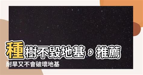 不會破壞地基的樹種|【不會破壞地基的樹種】種樹不毀地基，推薦耐旱又不。